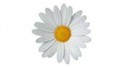 DAISY Cleaning