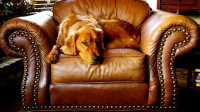 Leather Upholstery Cleaning